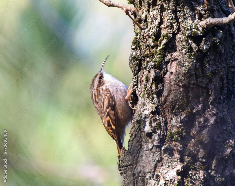 Short-toed Tree-Creeper
