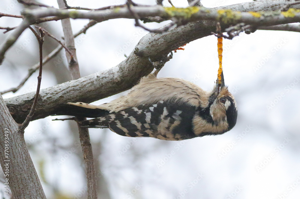 Lesser Spotted Woodpecker