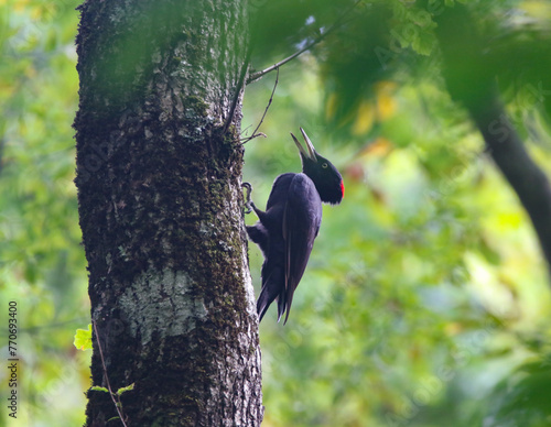 Obraz na płótnie Black Woodpecker w salonie