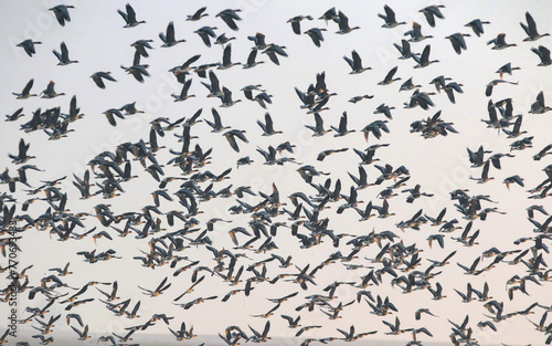 Greater White-fronted Goose. photo