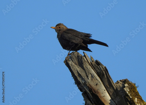 Obraz na płótnie Eurasian Blackbird w salonie