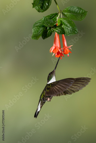 Collared Inca (Coeligena torquata) feeding on tropical flower, Ecuador - stock photo photo