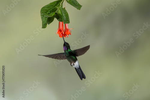 Tourmaline sunangel hummingbird (Heliangelus exortis) Ecuador - stock photo photo