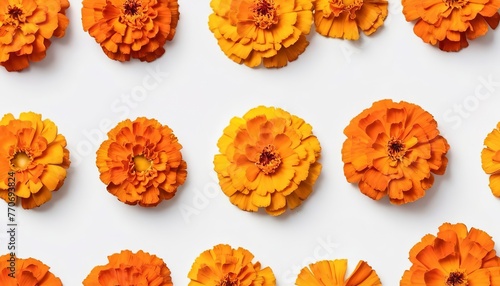 bright flowers marigold on a white background. autumn pattern. tagetes photo