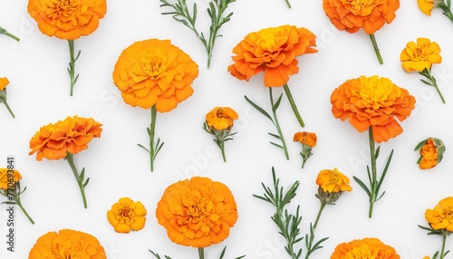 bright flowers marigold on a white background. autumn pattern. tagetes photo