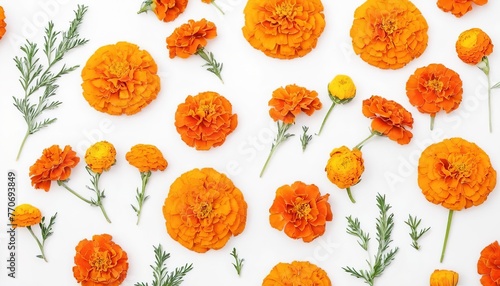 bright flowers marigold on a white background. autumn pattern. tagetes