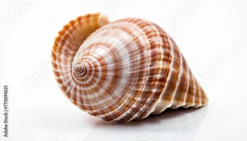 closeup brown seashell isolated on a white background