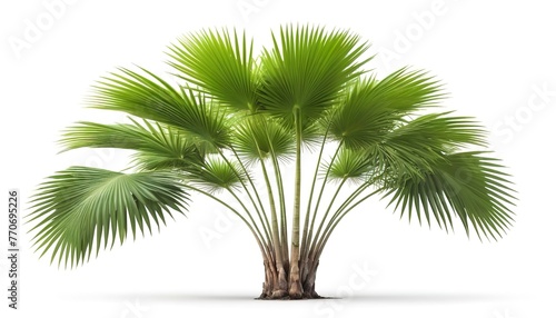 fan palm tree isolated on white background photo