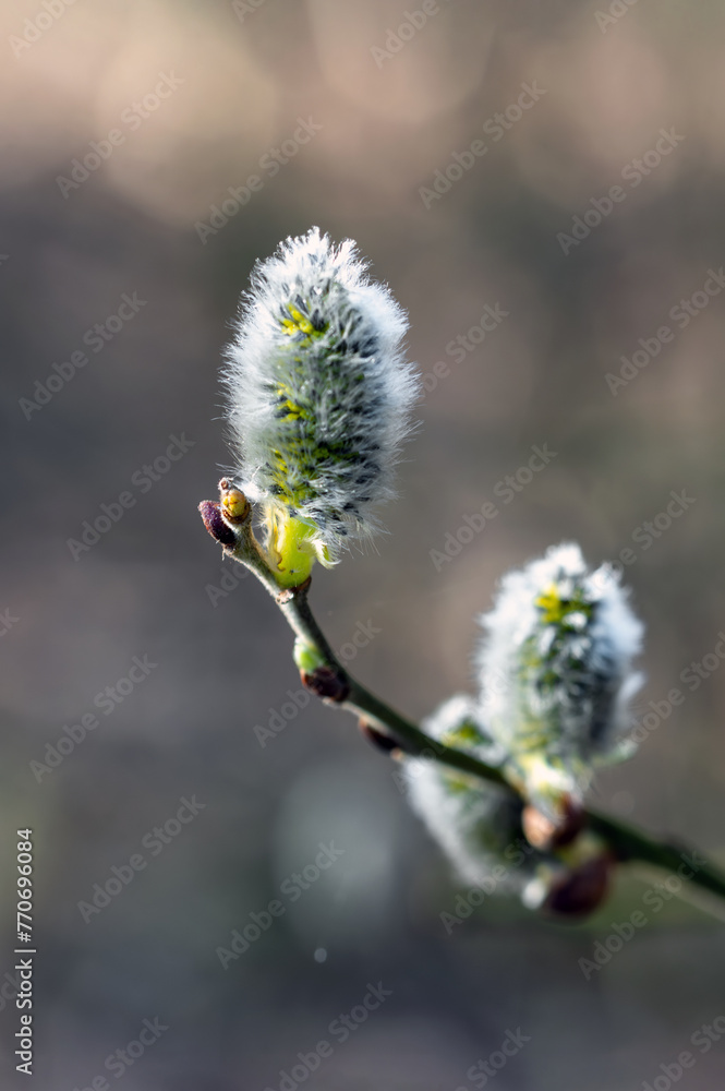 The willow blooms in small, fluffy balls in early spring. The willow blooms in small, fluffy balls in early spring.