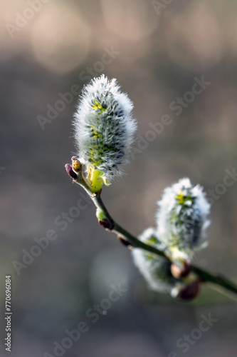 The willow blooms in small, fluffy balls in early spring.