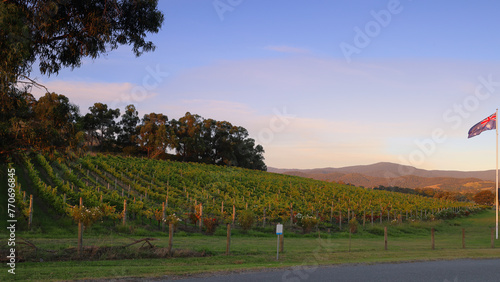 Australian flag flying over a vineyard in the Yarra Valley of Victoria, Australia, at sunset photo