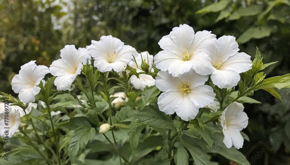 Hibiscus white flowers in a natural garden