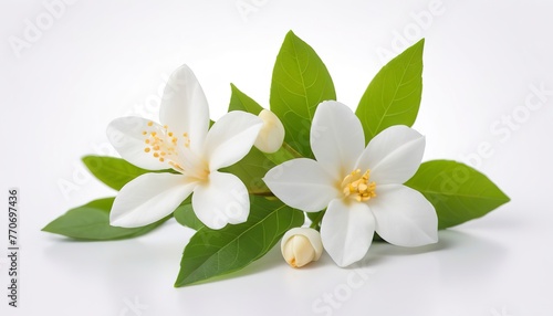 Jasmine flower isolated on white background © Rogoz