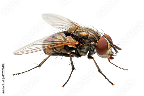 Close up of housefly Insect isolated on transparent png background, entomology collection, anatomy of insect concept. photo