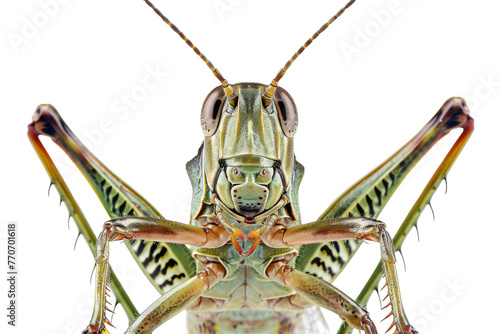 Close up of Grasshopper Insect isolated on transparent png background, entomology collection, anatomy of insect concept.
