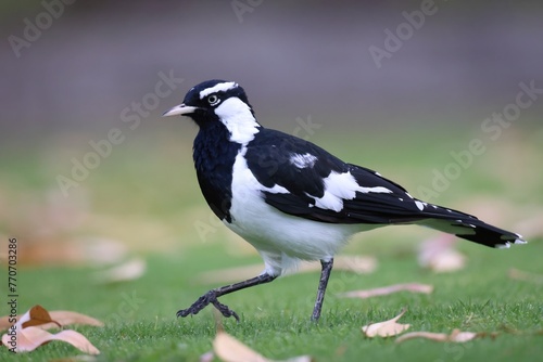 Side view of a Magpie-lark on a green lawn with scattered leaves, with the background out of focus photo