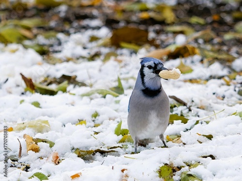a little blue jay eating a sandwich in the snow outside