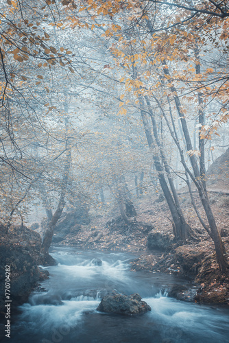 river in the forest