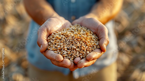 Farmer holding ripe wheat grains in his hands.