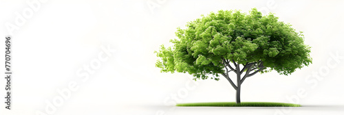 A tree with a green on white transparent background, A huge leafy green tree stands out against a white transparent background 
 