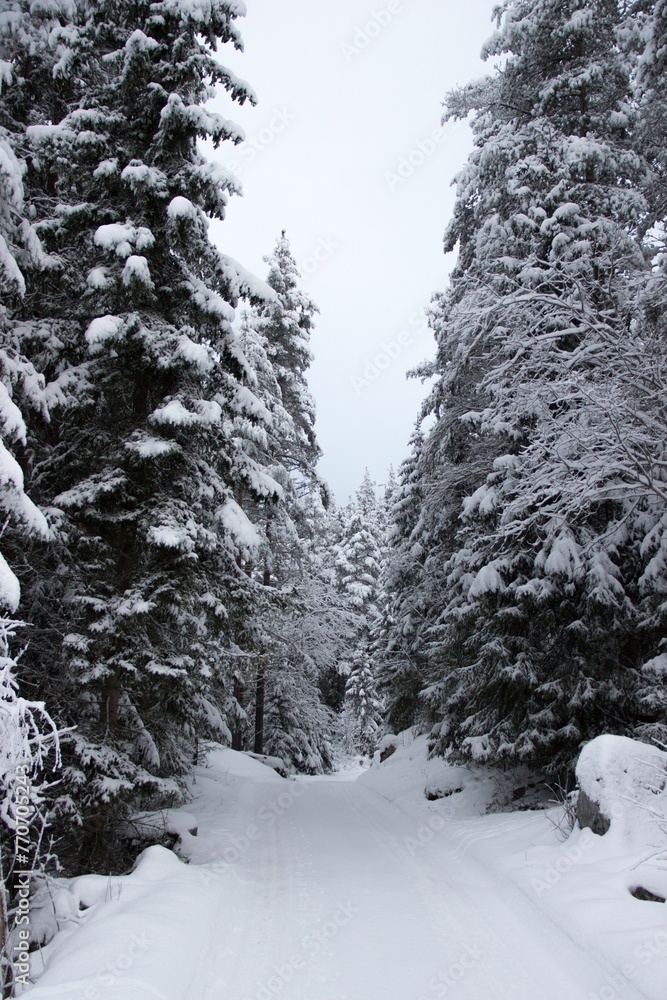 Naklejka premium Idyllic winter scene of a road lined with snow-covered trees blanketed in a fresh layer of snow