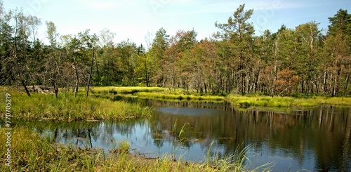 A beautiful view of the swamp in the forest.