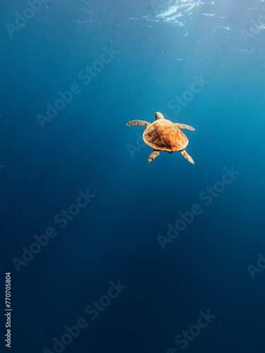 Loggerhead sea turtle chilling underwater in the golden sunlight | Relaxing inspiring photo