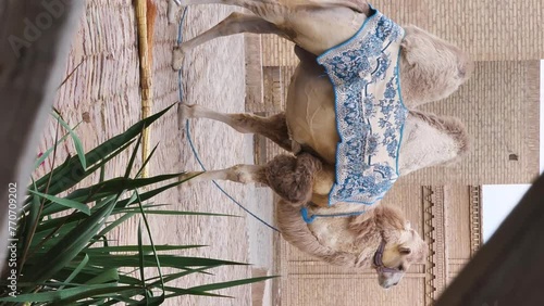 Vertical video footage of central Asian camel covered with an oriental pattern blnket in front of the Oldmadrasah in Khiva, Itchan kala, Uzbekistan. The camel attracts the attention of tourists photo