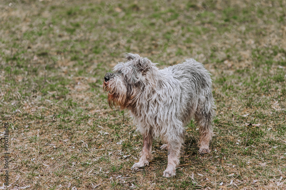 Photo of a beautiful old, gray, overgrown Miniature Schnauzer dog in nature. Portrait of a pet on a lawn in the forest.