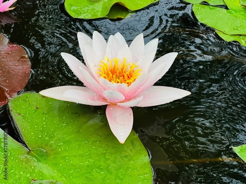 Beautiful pink water lily floating atop a tranquil pond, surrounded by lush lily pads photo