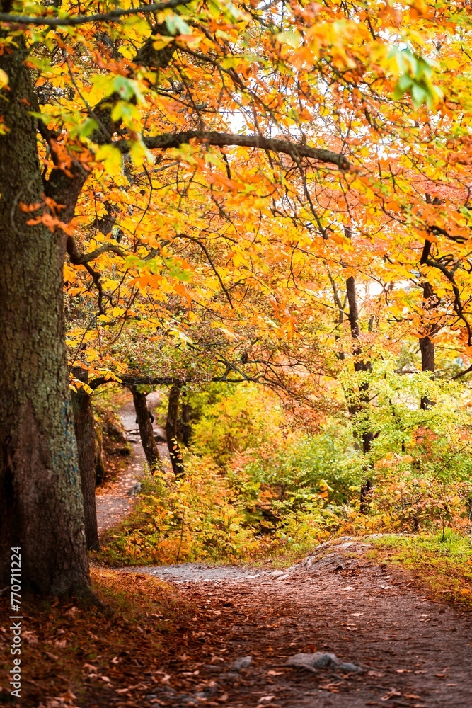 a small wooded pathway in an autumn forest covered in leaves a small wooded pathway in an autumn forest covered in leaves