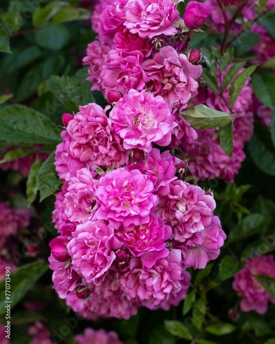 Vibrant cluster of pink roses surrounded by green leaves.
