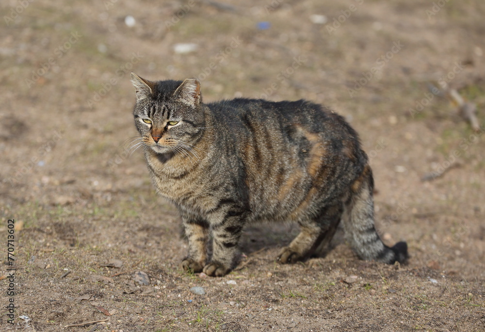 A gray yellow-eyed striped cat stands on the spring ground A gray yellow-eyed striped cat stands on the spring ground