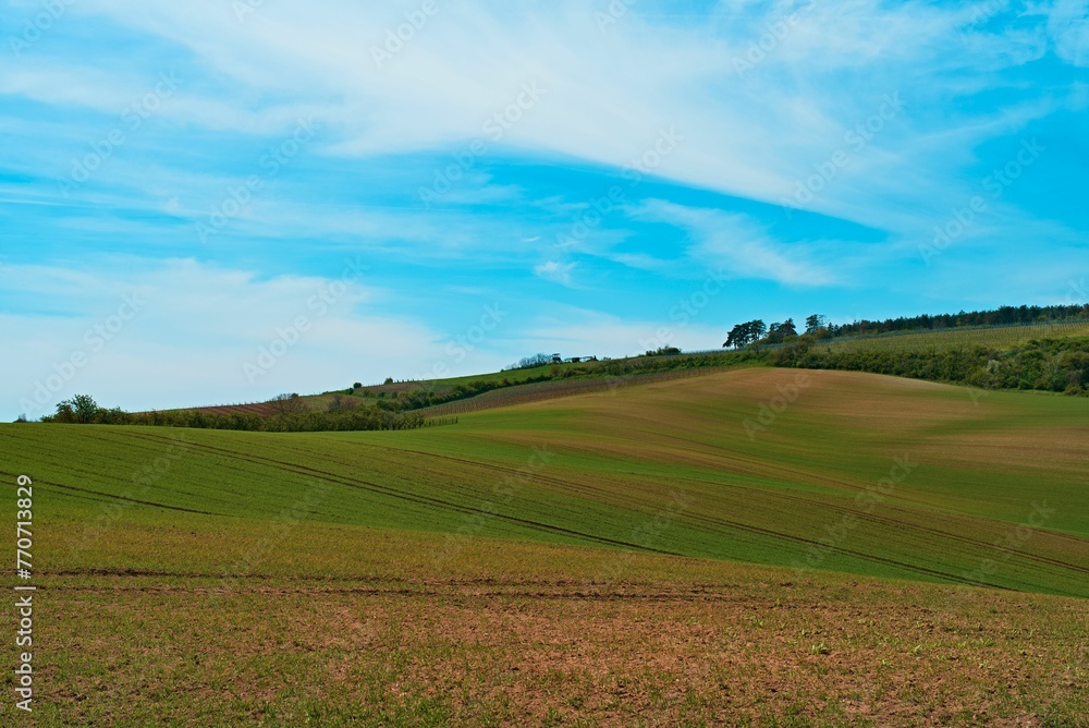 Vineyard featuring rows of lush green trees in a picturesque setting in Valtice, Czech Republic Vineyard featuring rows of lush green trees in a picturesque setting in Valtice, Czech Republic
