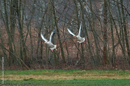 Idyllic scene featuring greylag geese soaring gracefully with a backdrop of lush forest foliage