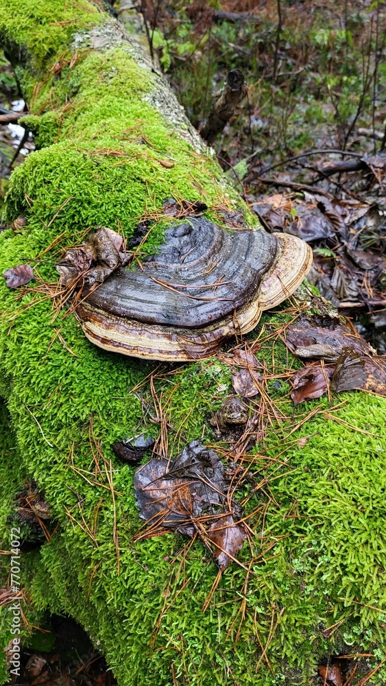 a moss covered log laying across from other logs in the woods a moss covered log laying across from other logs in the woods