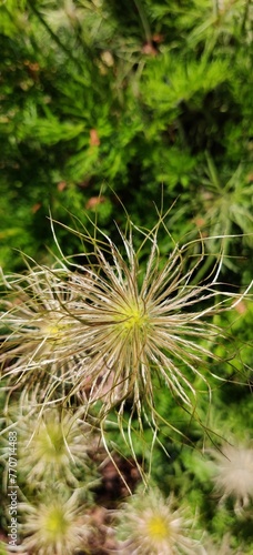 Closeup shot of alpine pasqueflowers. Pulsatilla alpina.