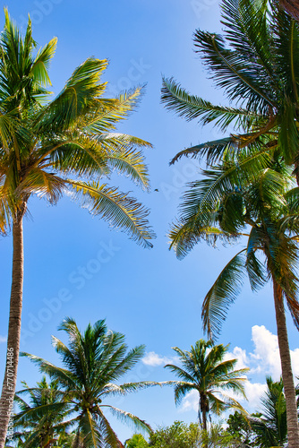 Tropical natural mexican palm trees with coconuts and blue sky background at Tulum ruins archeological site in Tulum Mexico.