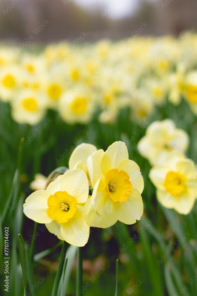 Obraz premium Close-up shot of a vibrant bunch of yellow daffodils blooming in lush, green garden setting.