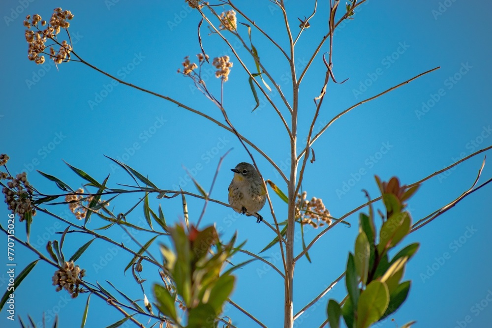 Fototapeta premium Low angle shot of a lesser goldfinch perched on a tree branch