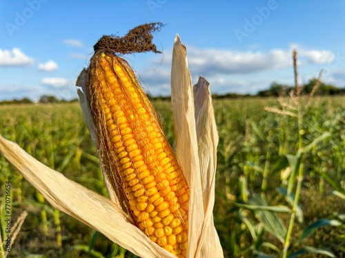 Fresh yellow corn cob with husk still attached, against a lush green field