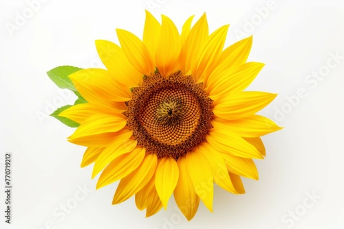 A close-up of a yellow sunflower against a white background, with its petals spread open and its center stamen exposed