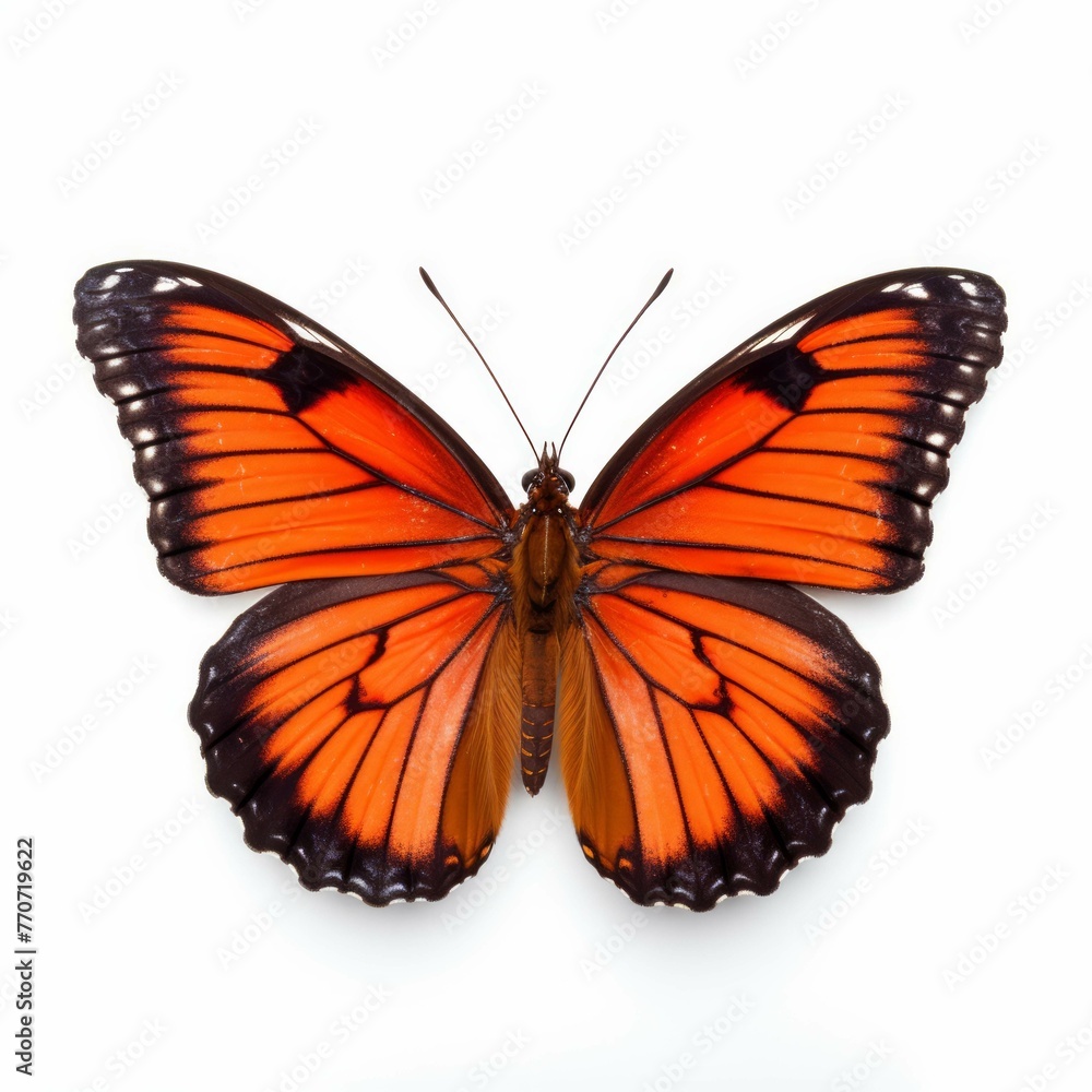 Butterfly isolated on white background Butterfly isolated on white background
