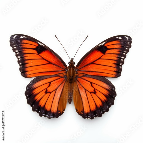 Butterfly isolated on white background © Michael Böhm
