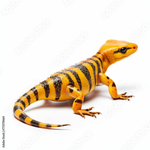 Salamander isolated on white background