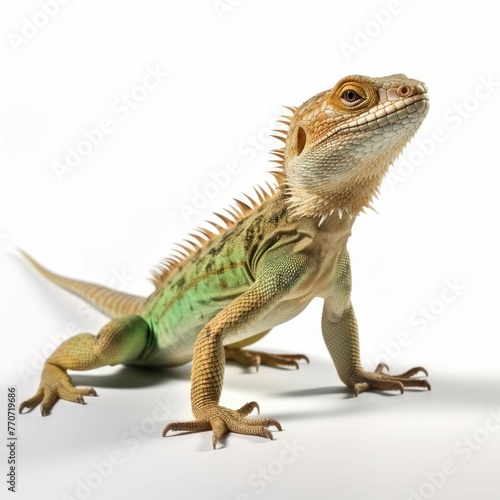 Lizard isolated on white background