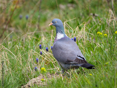 Common wood pigeon resting amongst green grass and wildflowers  on a spring day