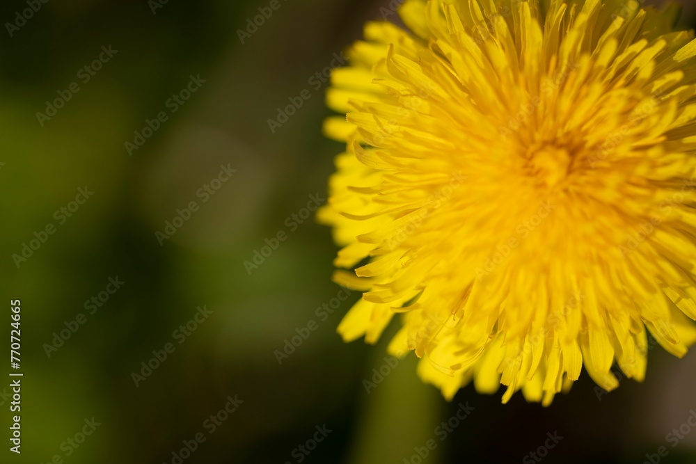 Close-up shot of a yellow Common Dandelion
flower growing in the garden in spring Close-up shot of a yellow Common Dandelion
flower growing in the garden in spring