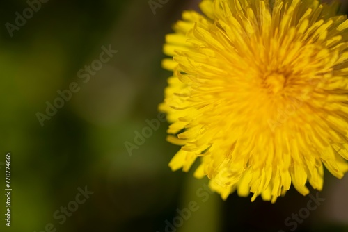 Close-up shot of a yellow Common Dandelion flower growing in the garden in spring