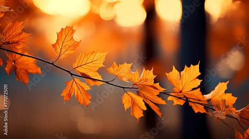 Fallen leaves in the woods in autumn